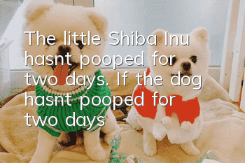 The little Shiba Inu hasn’t pooped for two days. If the dog hasn’t pooped for two days, change the method!