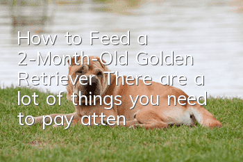How to Feed a 2-Month-Old Golden Retriever There are a lot of things you need to pay attention to when raising puppies!