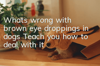 What’s wrong with brown eye droppings in dogs? Teach you how to deal with it
