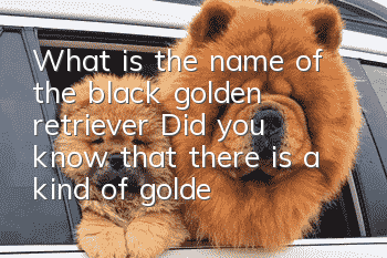 What is the name of the black golden retriever? Did you know that there is a kind of golden retriever that is pure black?