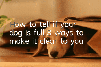 How to tell if your dog is full? 3 ways to make it clear to you