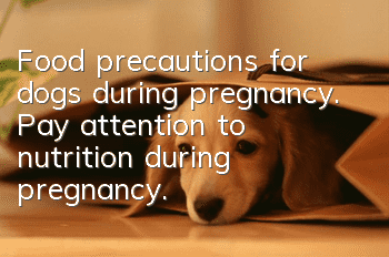 Food precautions for dogs during pregnancy. Pay attention to nutrition during pregnancy.