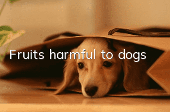 Fruits harmful to dogs