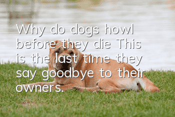 Why do dogs howl before they die? This is the last time they say goodbye to their owners.