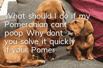 What should I do if my Pomeranian can't poop? Why don't you solve it quickly if your Pomeranian can't poop?
