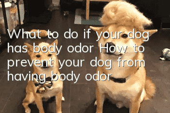 What to do if your dog has body odor? How to prevent your dog from having body odor?