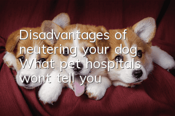 Disadvantages of neutering your dog: What pet hospitals won’t tell you