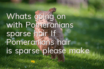 What's going on with Pomeranian's sparse hair? If Pomeranian's hair is sparse, please make up for it as soon as possible!
