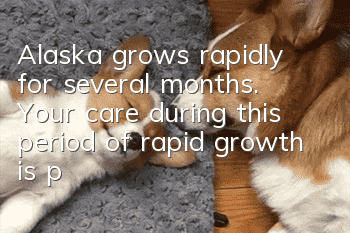 Alaska grows rapidly for several months. Your care during this period of rapid growth is particularly important!
