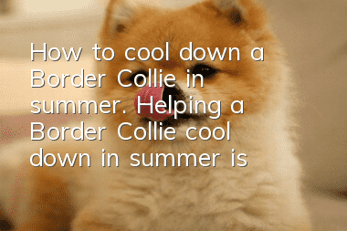 How to cool down a Border Collie in summer. Helping a Border Collie cool down in summer is more effective than shaving it!