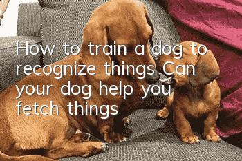 How to train a dog to recognize things? Can your dog help you fetch things?