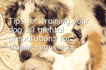 Tips for training your dog 10 mental preparations for training your dog