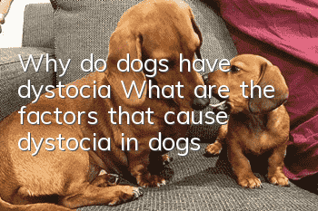Why do dogs have dystocia? What are the factors that cause dystocia in dogs?
