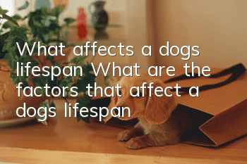 What affects a dog’s lifespan? What are the factors that affect a dog’s lifespan?