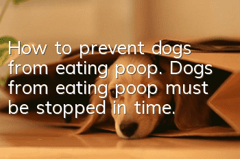 How to prevent dogs from eating poop. Dogs from eating poop must be stopped in time.
