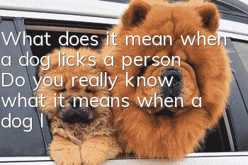 What does it mean when a dog licks a person? Do you really know what it means when a dog licks a person?