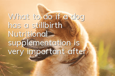 What to do if a dog has a stillbirth? Nutritional supplementation is very important after dealing with a stillbirth in a dog.