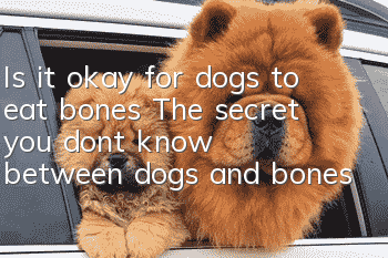 Is it okay for dogs to eat bones? The secret you don’t know between dogs and bones