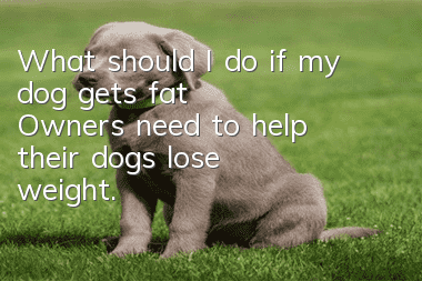 What should I do if my dog ​​gets fat? Owners need to help their dogs lose weight.