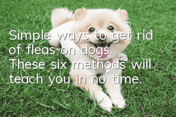 Simple ways to get rid of fleas on dogs. These six methods will teach you in no time.