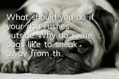 What should you do if your dog rushes outside? Why do some dogs like to sneak away from their owners when they go out?