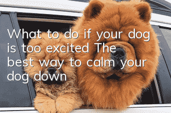 What to do if your dog is too excited? The best way to calm your dog down