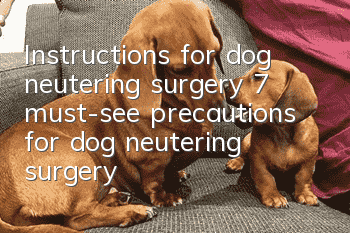 Instructions for dog neutering surgery 7 must-see precautions for dog neutering surgery