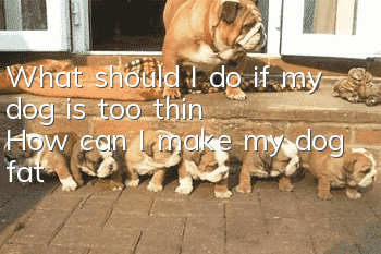 What should I do if my dog ​​is too thin? How can I make my dog ​​fat?