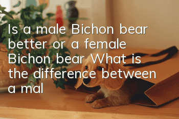 Is a male Bichon bear better or a female Bichon bear? What is the difference between a male Bichon Frize and a female Bichon Frize?