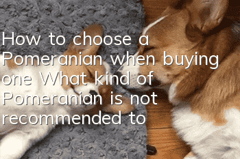 How to choose a Pomeranian when buying one? What kind of Pomeranian is not recommended to buy?