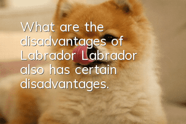 What are the disadvantages of Labrador? Labrador also has certain disadvantages.