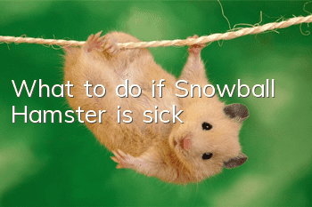 What to do if Snowball Hamster is sick