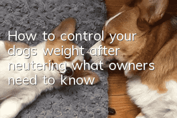 How to control your dog’s weight after neutering, what owners need to know