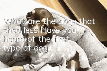 What are the dogs that shed less? Have you heard of the first type of dog?