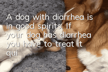 A dog with diarrhea is in good spirits. If your dog has diarrhea, you have to treat it quickly according to the situation!