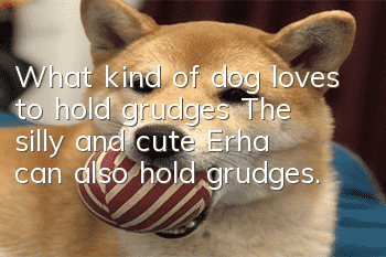 What kind of dog loves to hold grudges? The silly and cute Erha can also hold grudges.
