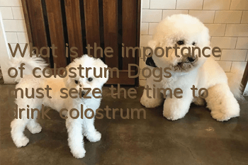 What is the importance of colostrum? Dogs must seize the time to drink colostrum