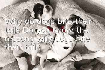 Why do dogs bite their tails? Do you know the reasons why dogs bite their tails?