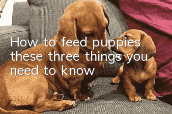 How to feed puppies: these three things you need to know