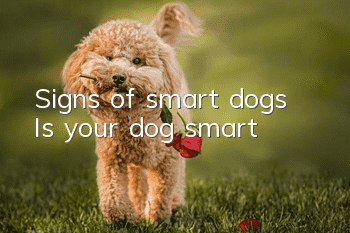 Signs of smart dogs? Is your dog smart?