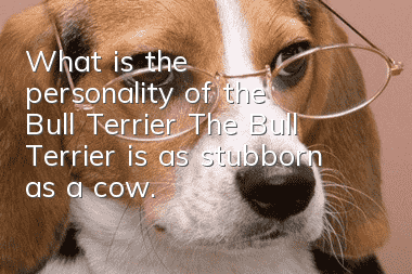 What is the personality of the Bull Terrier? The Bull Terrier is as stubborn as a cow.