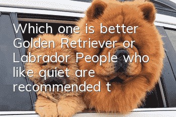Which one is better, Golden Retriever or Labrador? People who like quiet are recommended to raise Golden Retriever.