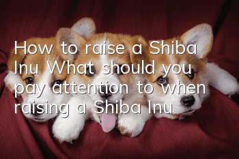 How to raise a Shiba Inu? What should you pay attention to when raising a Shiba Inu?