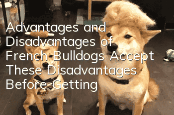 Advantages and Disadvantages of French Bulldogs Accept These Disadvantages Before Getting a French Bulldog