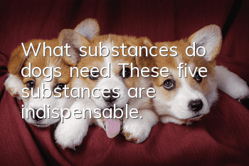 What substances do dogs need? These five substances are indispensable.