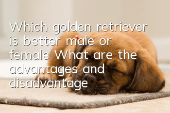 Which golden retriever is better, male or female? What are the advantages and disadvantages of each?