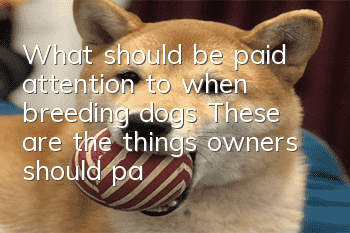 What should be paid attention to when breeding dogs? These are the things owners should pay attention to