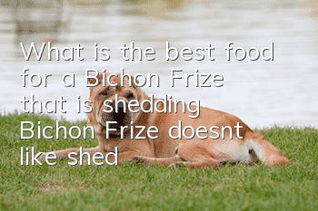 What is the best food for a Bichon Frize that is shedding? Bichon Frize doesn’t like shedding so much that you have developed a hair loss problem?
