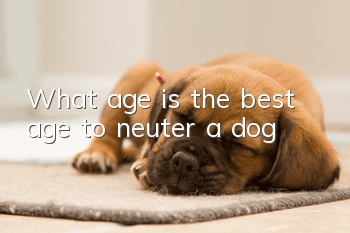 What age is the best age to neuter a dog?