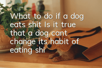 What to do if a dog eats shit? Is it true that a dog can’t change its habit of eating shit?